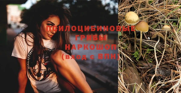 прущие грибы Красноперекопск